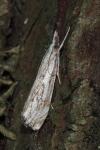 Catoptria falsella