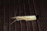 Agriphila tristella