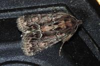 Thalpophila matura