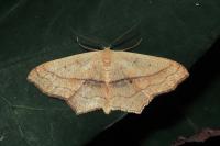 Scopula imitaria