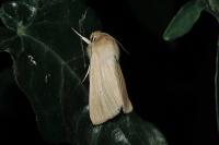 Mythimna pallens