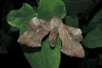Laothoe populi