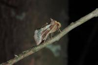 Diachrysia chrysitis/stenochrysis