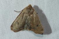 Conistra erythrocephala