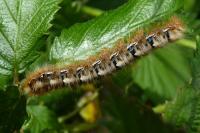 Lasiocampa quercus quercus