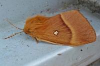 Lasiocampa quercus quercus