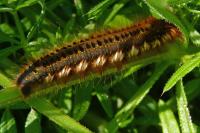 Euthrix potatoria