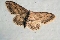 Idaea seriata