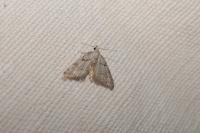 Nola thymula thymula