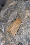 Mythimna sicula