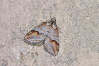 Chesias rufata rufata