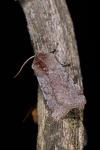 Cerastis rubricosa