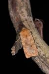 Conistra rubiginea