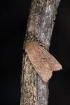 Orthosia gracilis