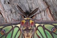 Graellsia isabellae