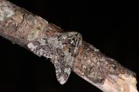 Biston strataria