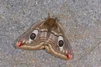 Saturnia pavonia/pavoniella