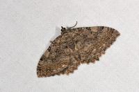 Rheumaptera cervinalis barbuti