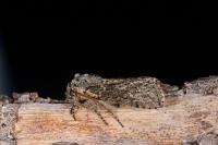 Polyploca ridens