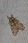 Peridea anceps