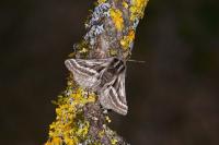 Lycia zonaria