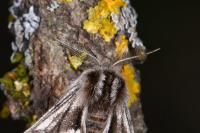 Lycia zonaria