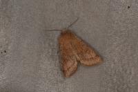 Orthosia cerasi