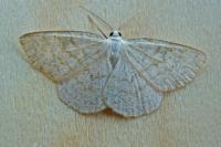 Cabera exanthemata