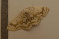 Cyclophora annularia