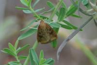 Udea ferrugalis