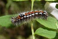 Sphrageidus similis