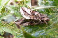Autographa gamma