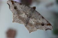 Macaria alternata