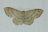 Idaea aversata