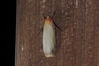 Katha depressa