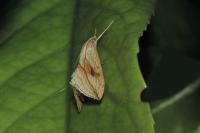 Evergestis forficalis