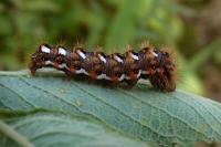 Acronicta rumicis
