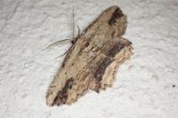 Menophra abruptaria