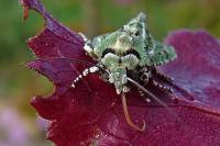 Griposia aprilina