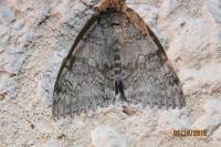 Catocala fraxini