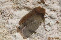 Noctua orbona