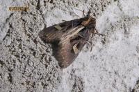 Trigonophora flammea