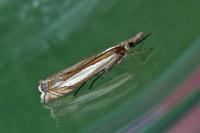 Crambus pascuella