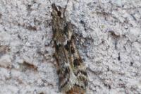 Eudonia angustea