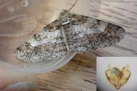 Cleora cinctaria