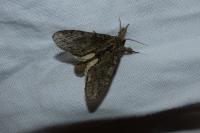 Peridea anceps