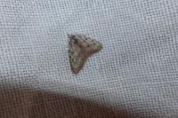 Nola cicatricalis