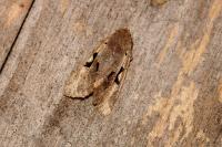 Orthosia gothica