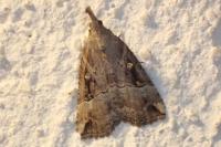 Hypena rostralis