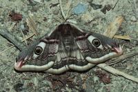 Saturnia pavonia